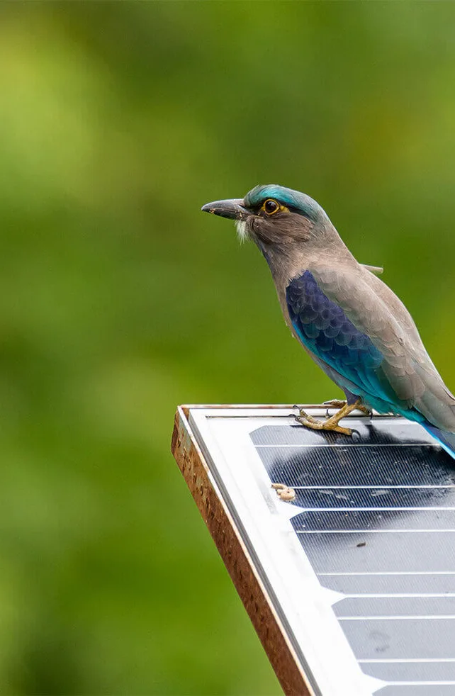 Bird on a post